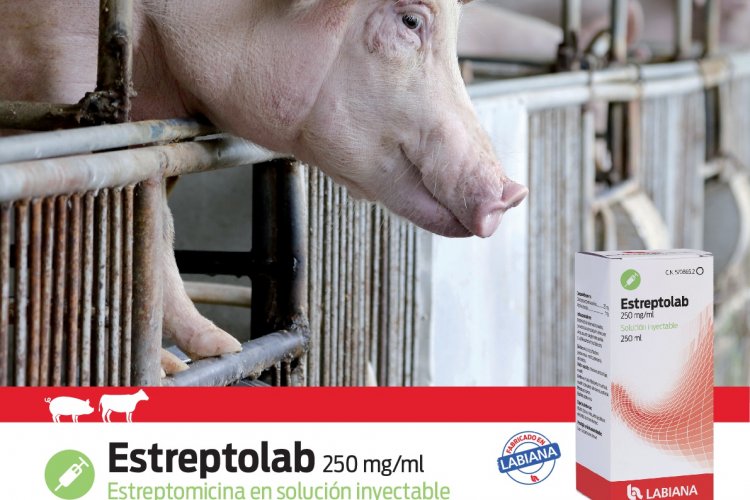 LEPTOSPIROSIS PORCINA