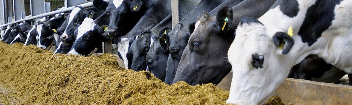 Nutrición Animal Aplicaciones Biológicas y Piensos Compuestos para Animales